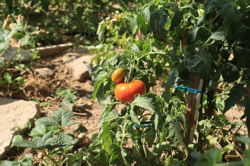tomatoes growing in a vegetable garden on a sunny day