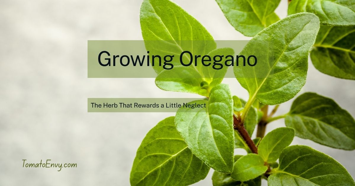 Growing Oregano – The Herb That Rewards a Little Neglect